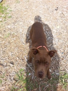 Brownie2-the-Most-Memorable-Pet