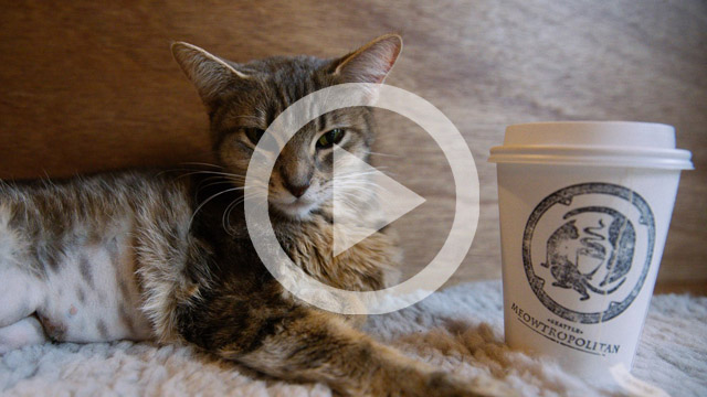 times-meowtropolitan-play-video