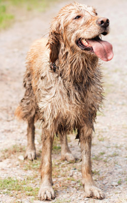 muddy-mutt