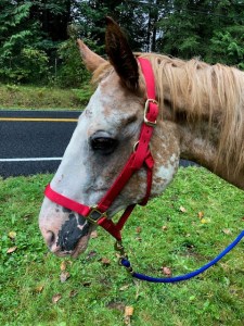 Starved horse found near Maple Valley on August 30