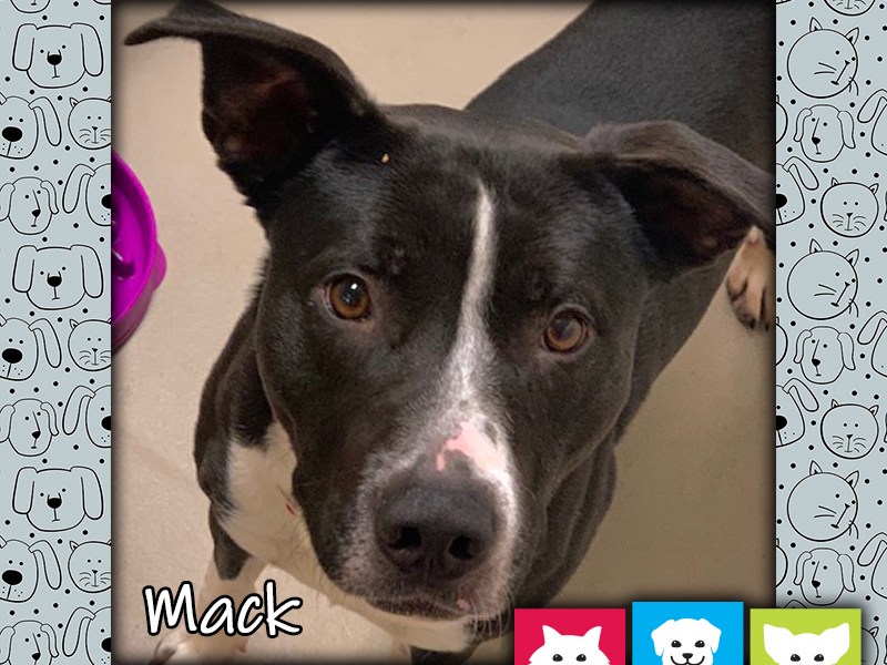 Mack the dog, Pet of the Week