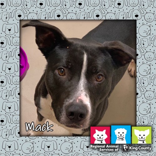 Mack the dog, Pet of the Week