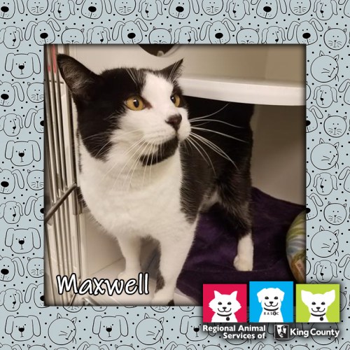 Maxwell, cat, Pet of the Week