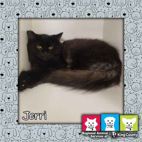 Jerri, Pet of the Week
