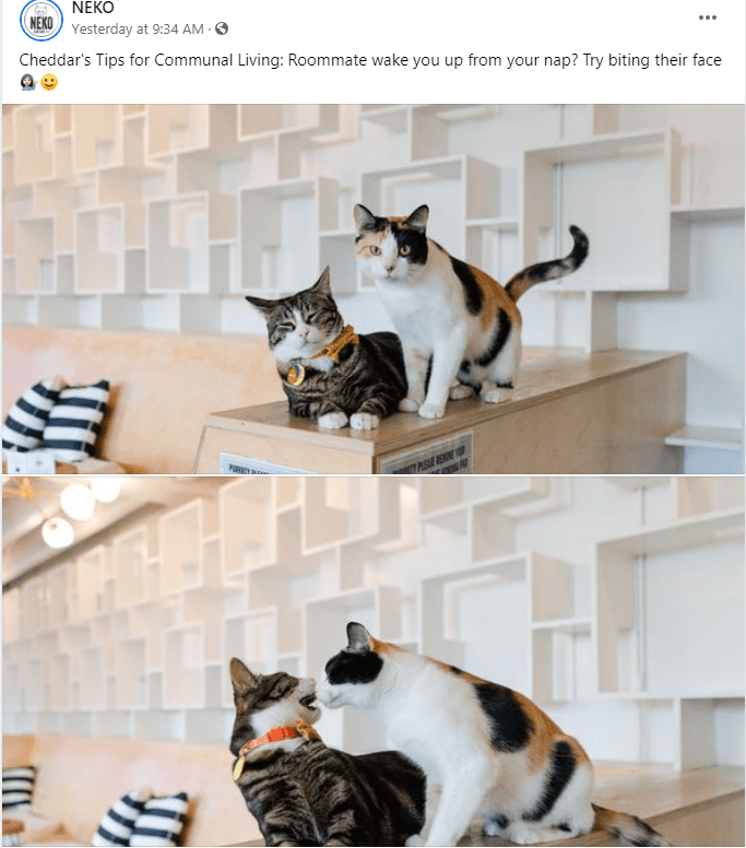 Follow Neko Cat Cafe on Instagram (@Neko.Cat.Cafe)