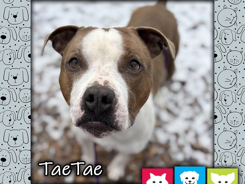 TaeTae, a tan and white male pit bull dog