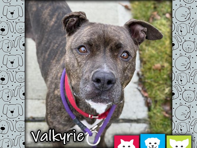 Valkyrie, a brown brindle female boxer/pit bull mix dog