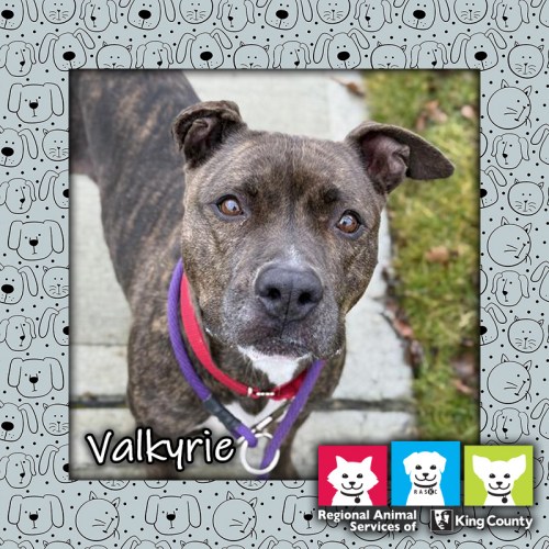 Valkyrie, a brown brindle female boxer/pit bull mix dog