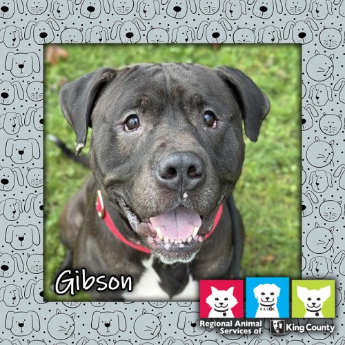 Gibson, a male black and white mixed breed dog
