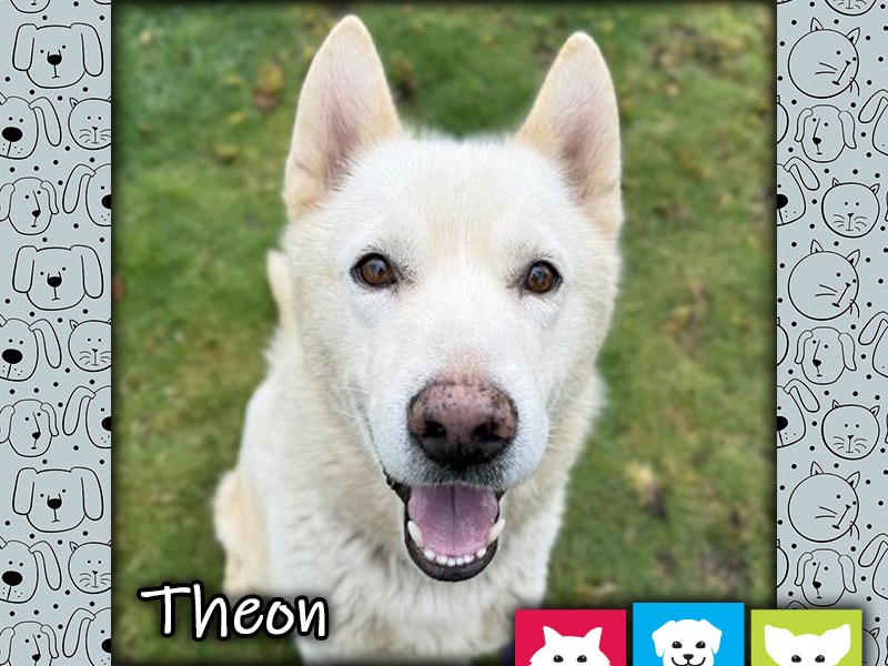Theon, a white male Alaskan Husky dog