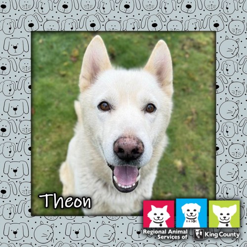 Theon, a white male Alaskan Husky dog