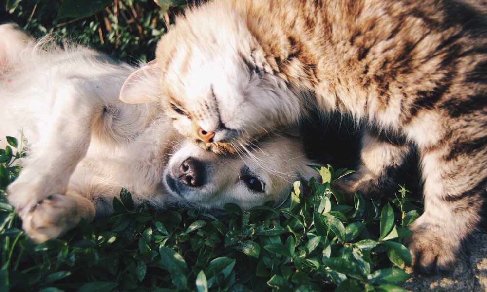 Dog and cat lying on grass