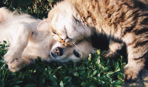 Dog and cat lying on grass