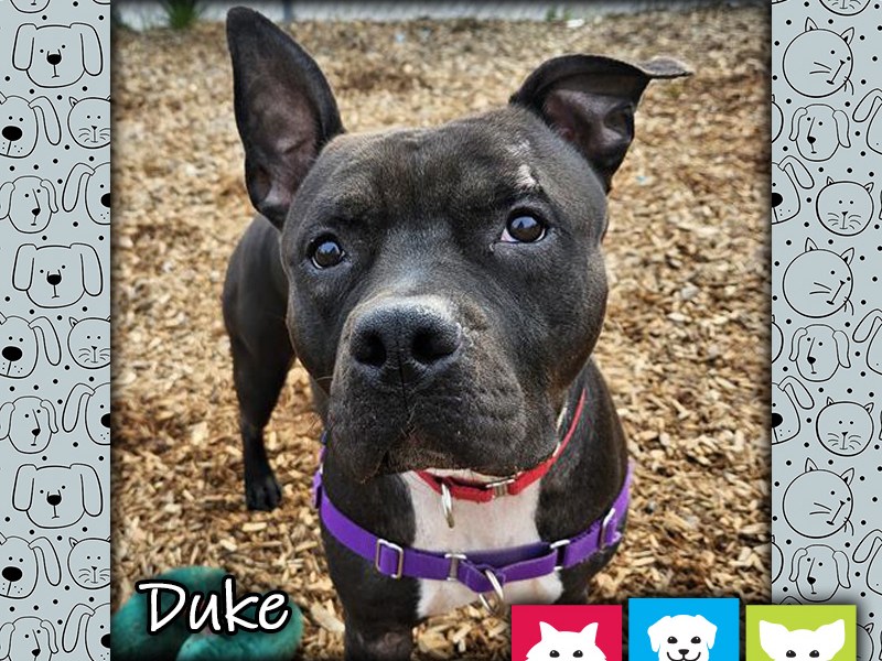 Duke, a black and white male pit bull dog