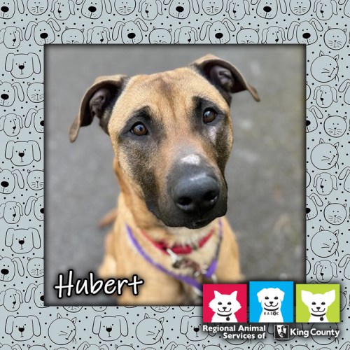 Hubert, a tan and black male Belgian Malinois mix dog