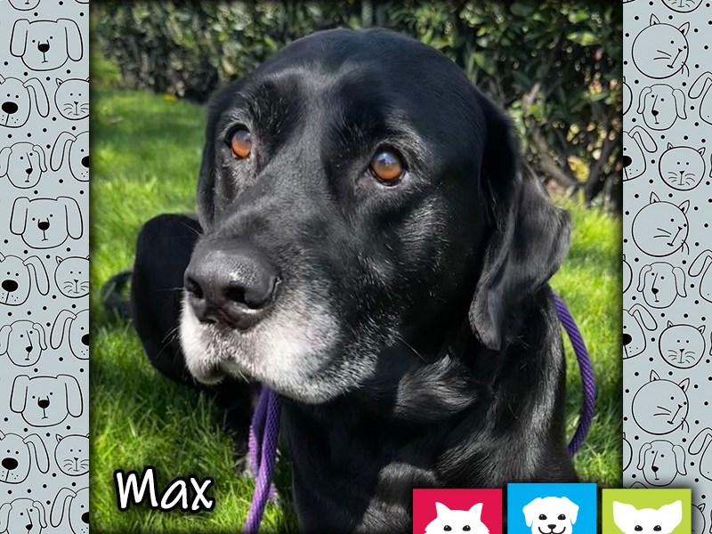 Max, a black male Labrador Retriever dog