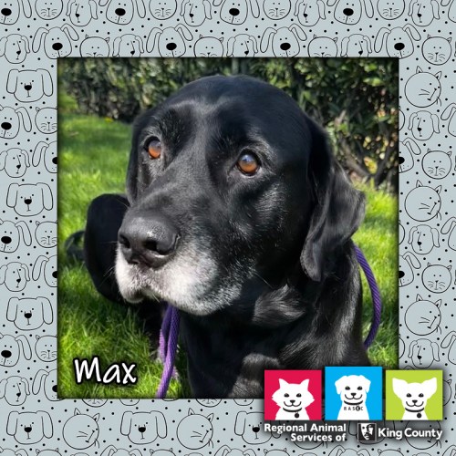 Max, a black male Labrador Retriever dog
