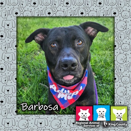 Barbosa, a black male Rottweiler mix dog