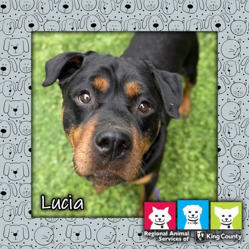 Lucia, a black and tan female Rottweiler dog