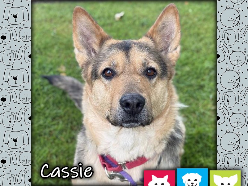 Cassie, a black and tan female German Shepherd mix dog