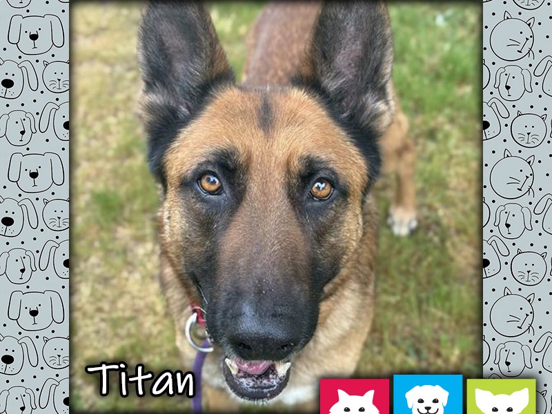 Titan, a black and tan male German Shepherd dog