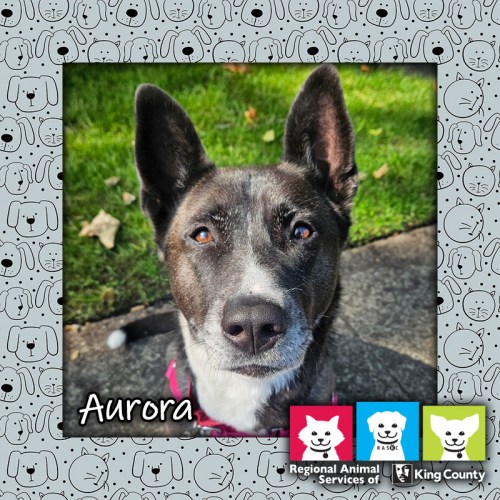 Aurora, a sable and white female Akita mix dog