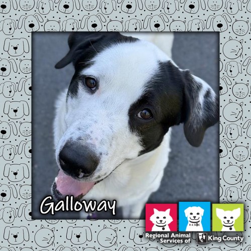 Galloway, a black and white male Newfoundland mix dog