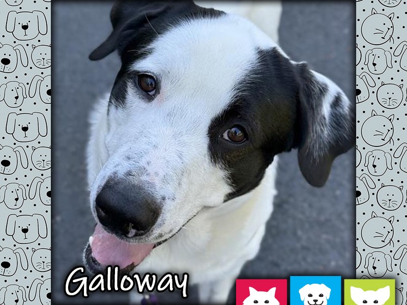Galloway, a black and white male Newfoundland mix dog