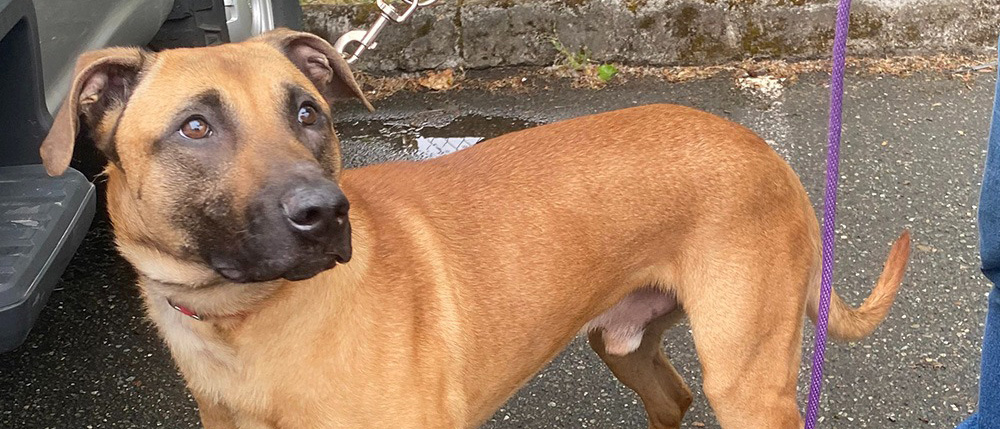 Hubert, a tan mixed breed male dog