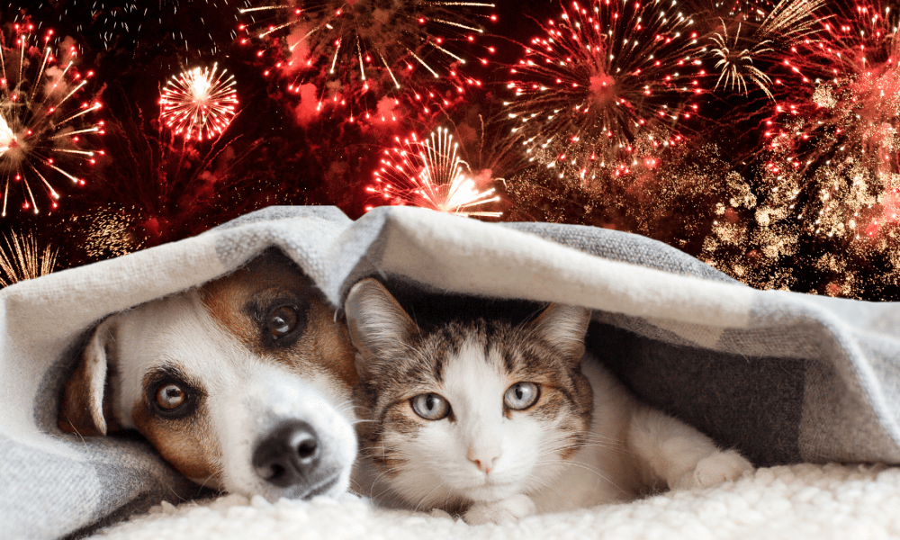 Dog and cat under a blanket with a frightened look on their face with fireworks in the air above them
