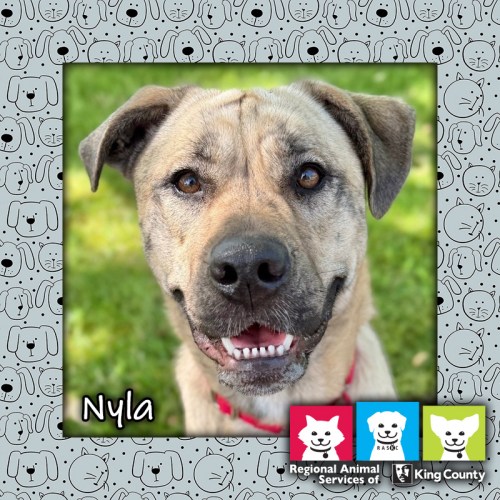 Nyla, a tan brindle female mastiff mix dog