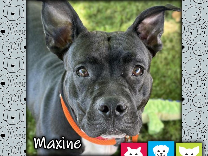 Maxine, a black and white female pit bull mix dog wearing an orange collar