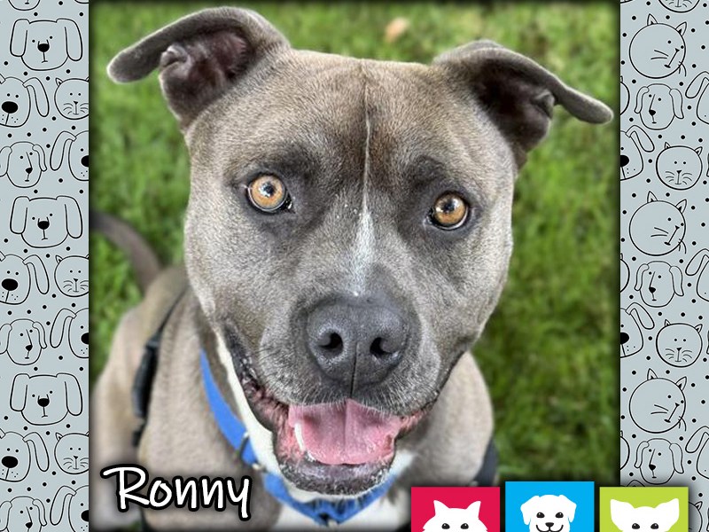 Ronny, a gray and white male pit bull dog