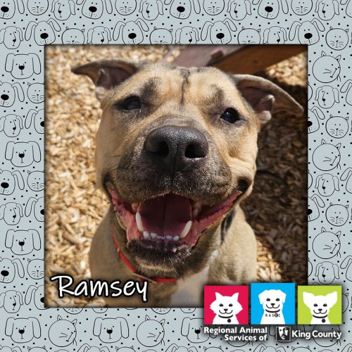 Ramsey, a tan and white male pit bull dog wearing a red collar