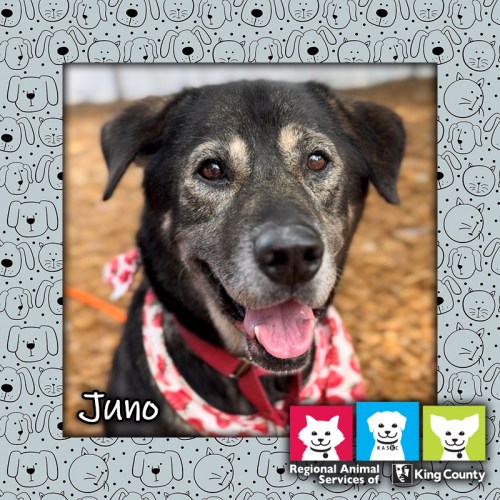 Juno, a black female German Shepherd mix dog wearing a bandana