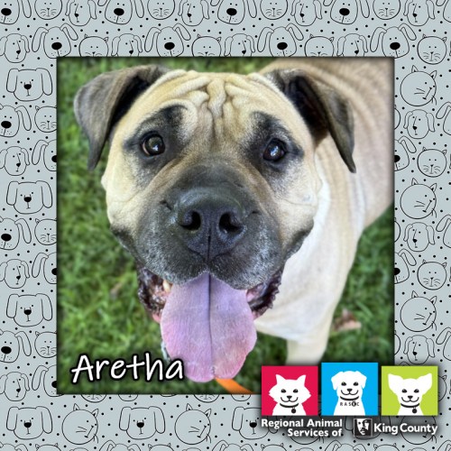 Aretha, a tan female mastiff mix dog looking at the camera with her tongue hanging out