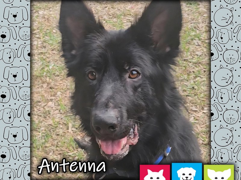 Antenna, a black male German Shepherd dog