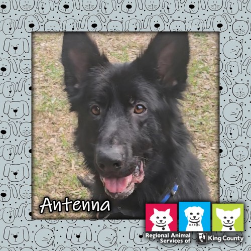 Antenna, a black male German Shepherd dog