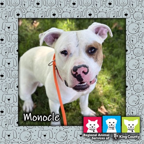 Monocle, a white and tan male pit bull mix dog