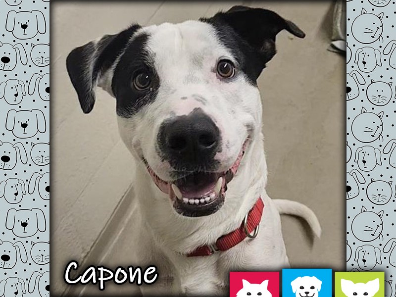 Capone, a white and black male pit bull dog