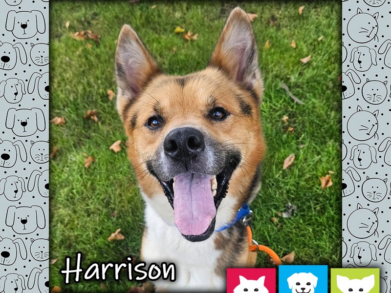 Harrison, a tan and white male German Shepherd mix dog