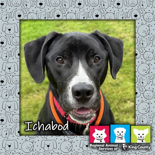 Ichabod, a black and white male labrador retriever mix dog wearing a red collar