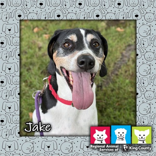 Jake, a tricolor (white, black, and tan) male American Foxhound dog wearing a red collar. Jake is looking at the camera with his long tongue hanging out.