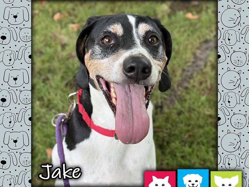 Jake, a tricolor (white, black, and tan) male American Foxhound dog wearing a red collar. Jake is looking at the camera with his long tongue hanging out.