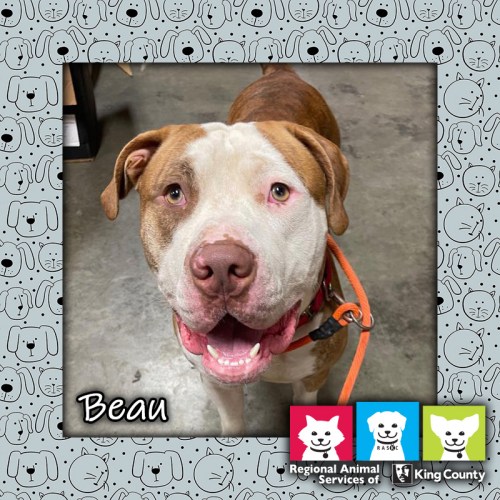 Beau, a red and white male American Bulldog