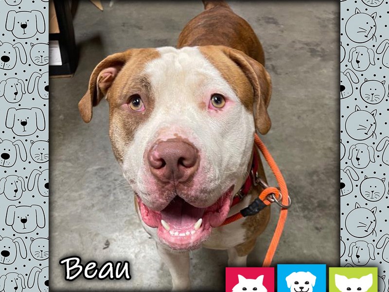Beau, a red and white male American Bulldog