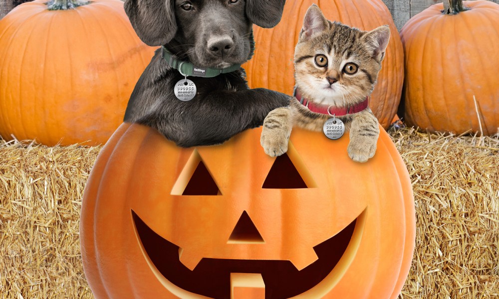 Dog and cat sitting on a Halloween jack-o-lantern