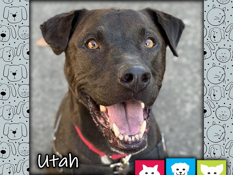 Utah, a black and white male Labrador Retriever mix dog