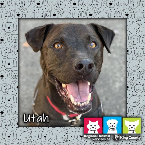 Utah, a black and white male Labrador Retriever mix dog