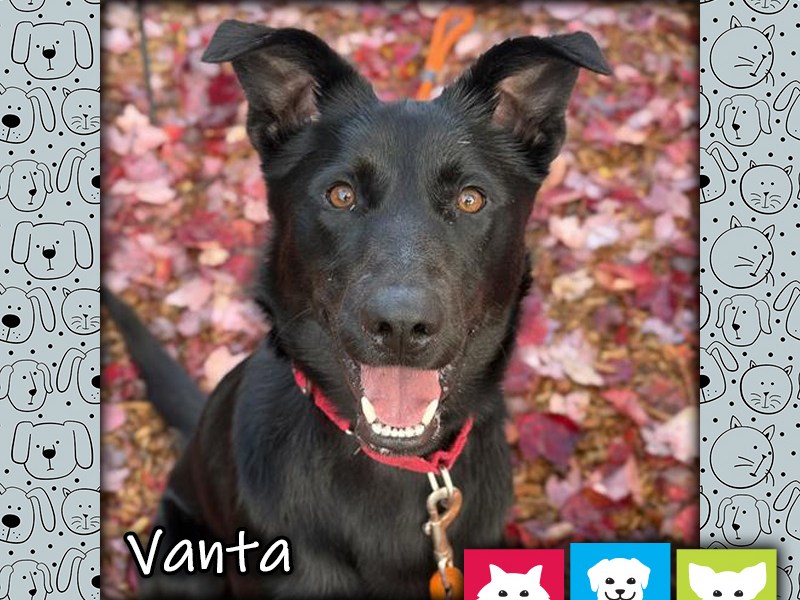Vanta, a black male Labrador Retriever mix dog
